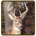 Logo of Whitetail deer calls sounds android Application 